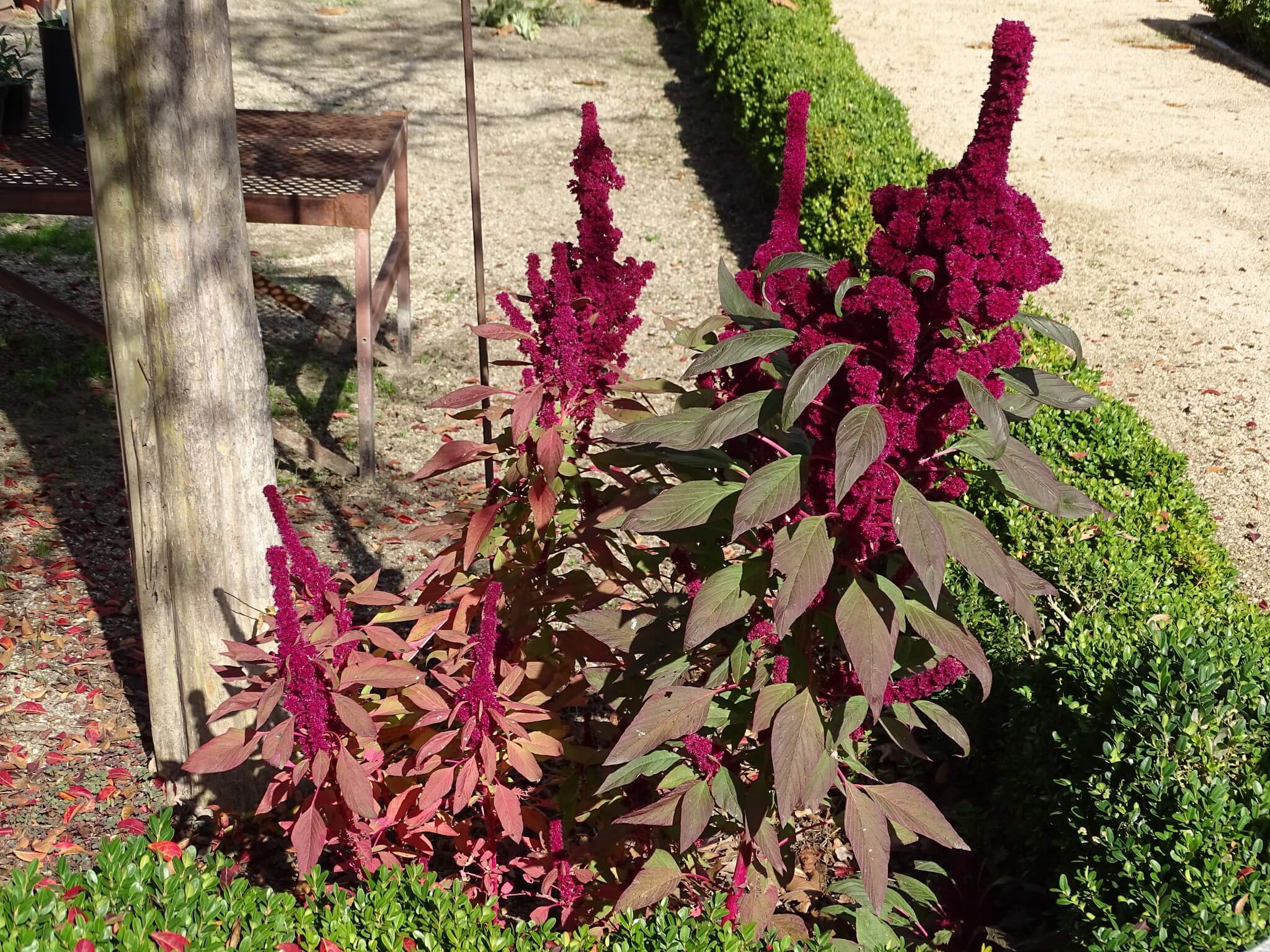 Amaranthus cruentus